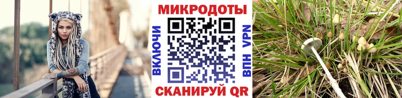 Галлюциногенные грибы Psilocybine cubensis  Соликамск 